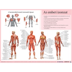 Könyöklő Az emberi vázizomzat/ érzékszervek A3 duo